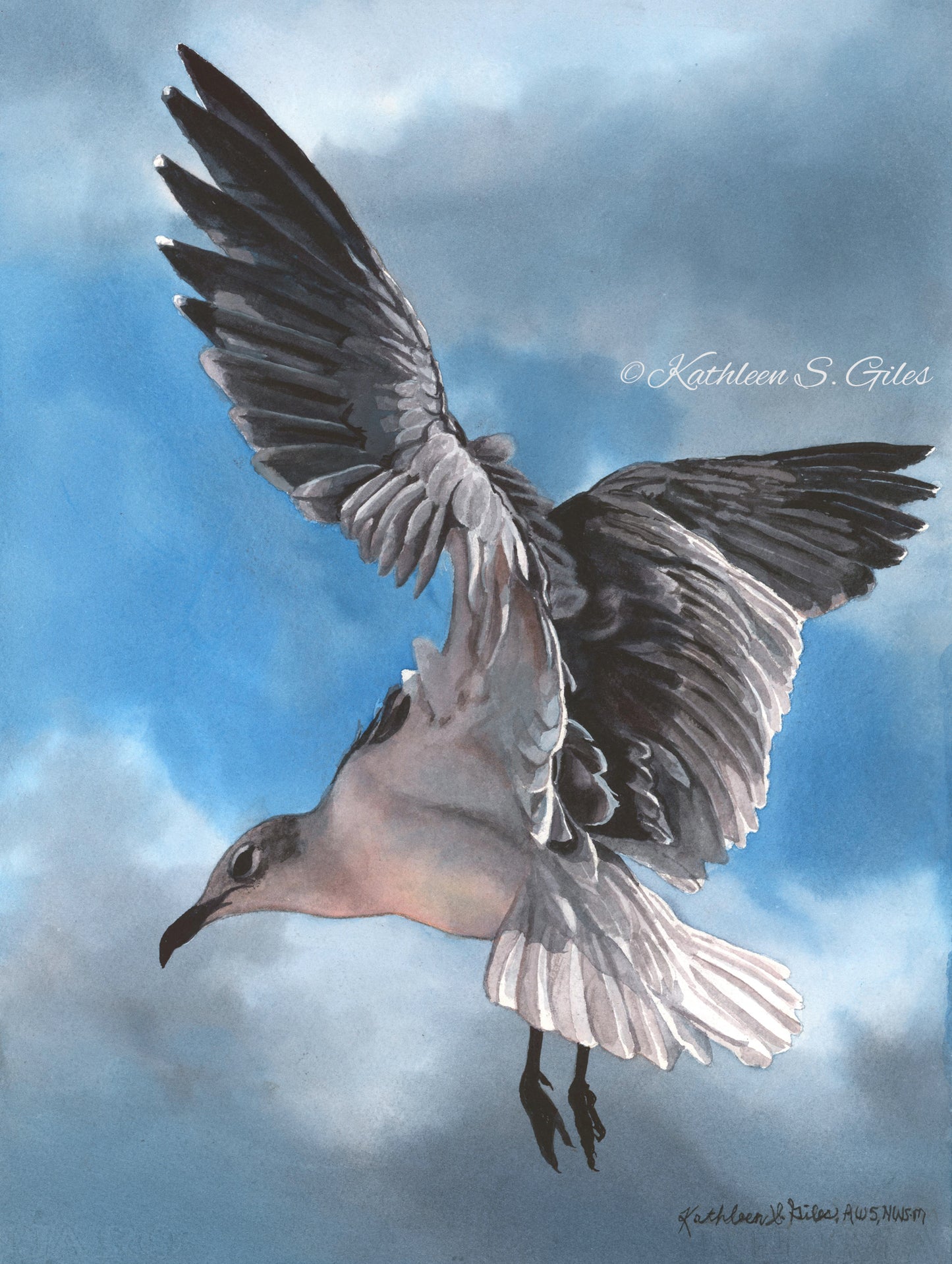 Original Watercolor Painting Seagull in Grays ~ Sale