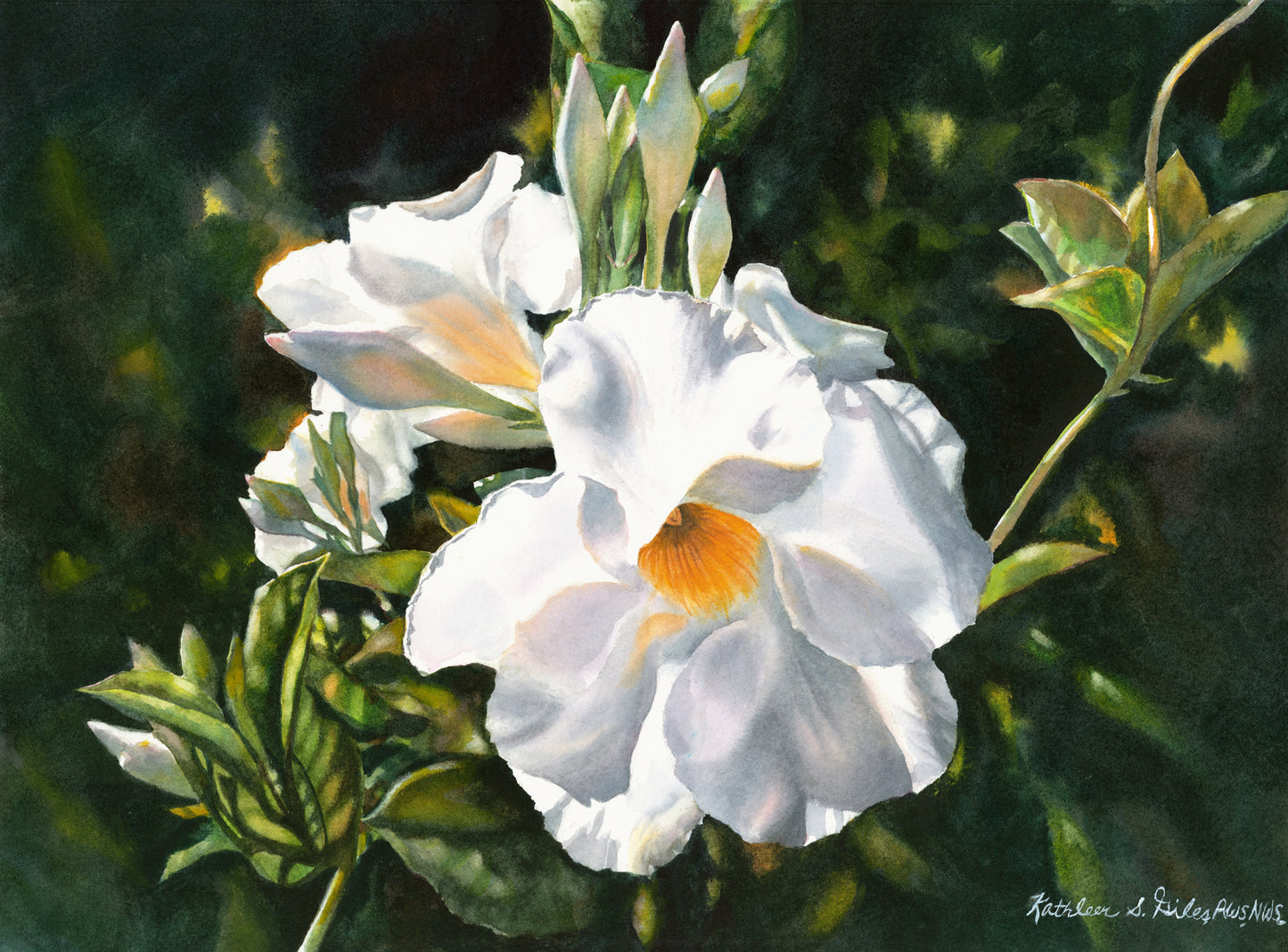 Original Watercolor Mandevilla