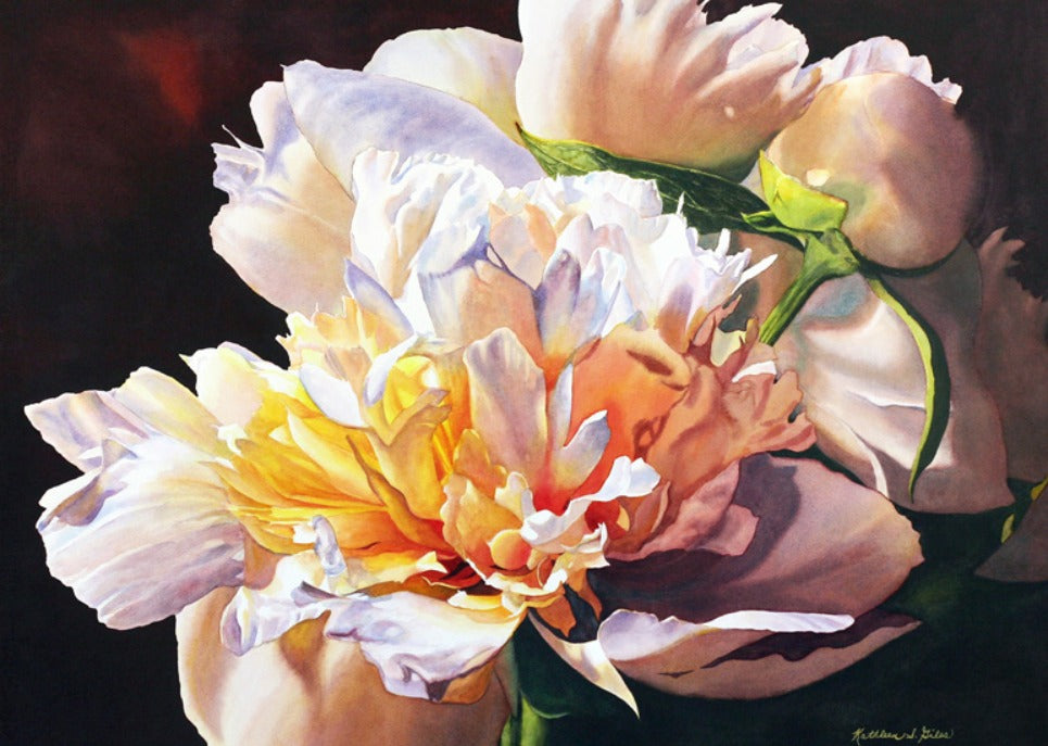 Peonies in the Spotlight