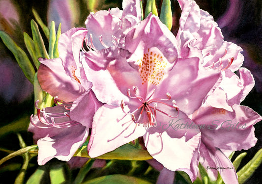 Pink Rhododendron
