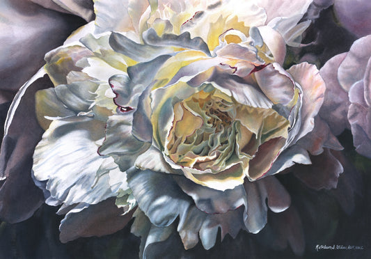 Original Watercolor Painting of Shadowed Peony